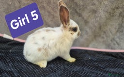 Mini Lop rabbits for sale: Mini plush lops  - Image 7