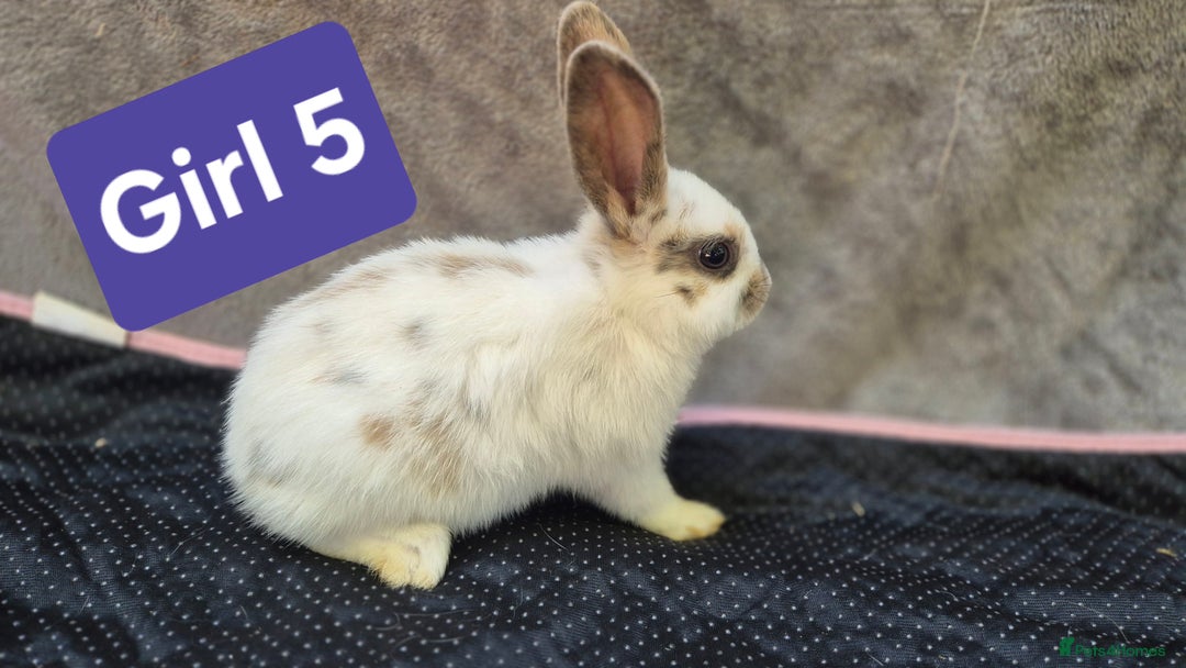 Mini Lop rabbits for sale: Mini plush lops  - Image 7