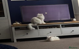 British Longhair cats for sale: Pet for rehome - Image 2