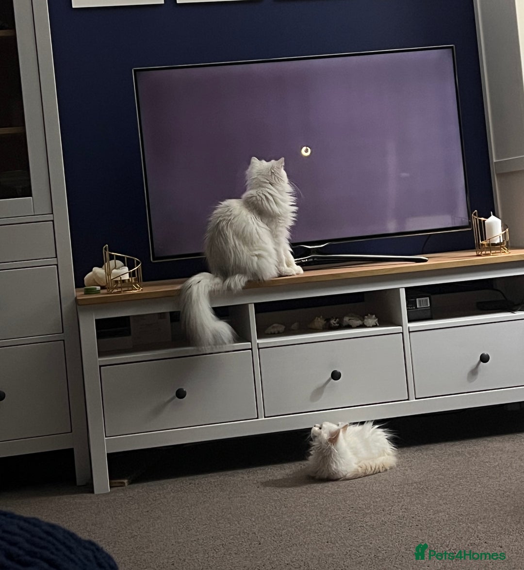 British Longhair cats for sale: Pet for rehome - Image 2