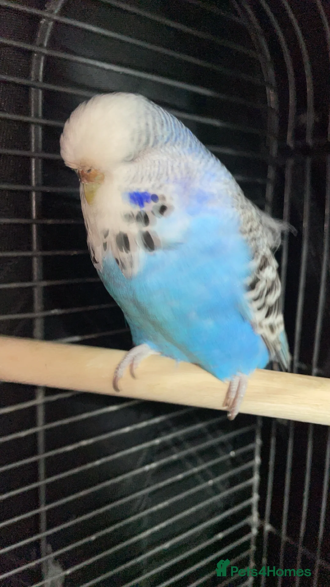 Budgerigars birds for sale: Budgies for sale no name  - Advert 2