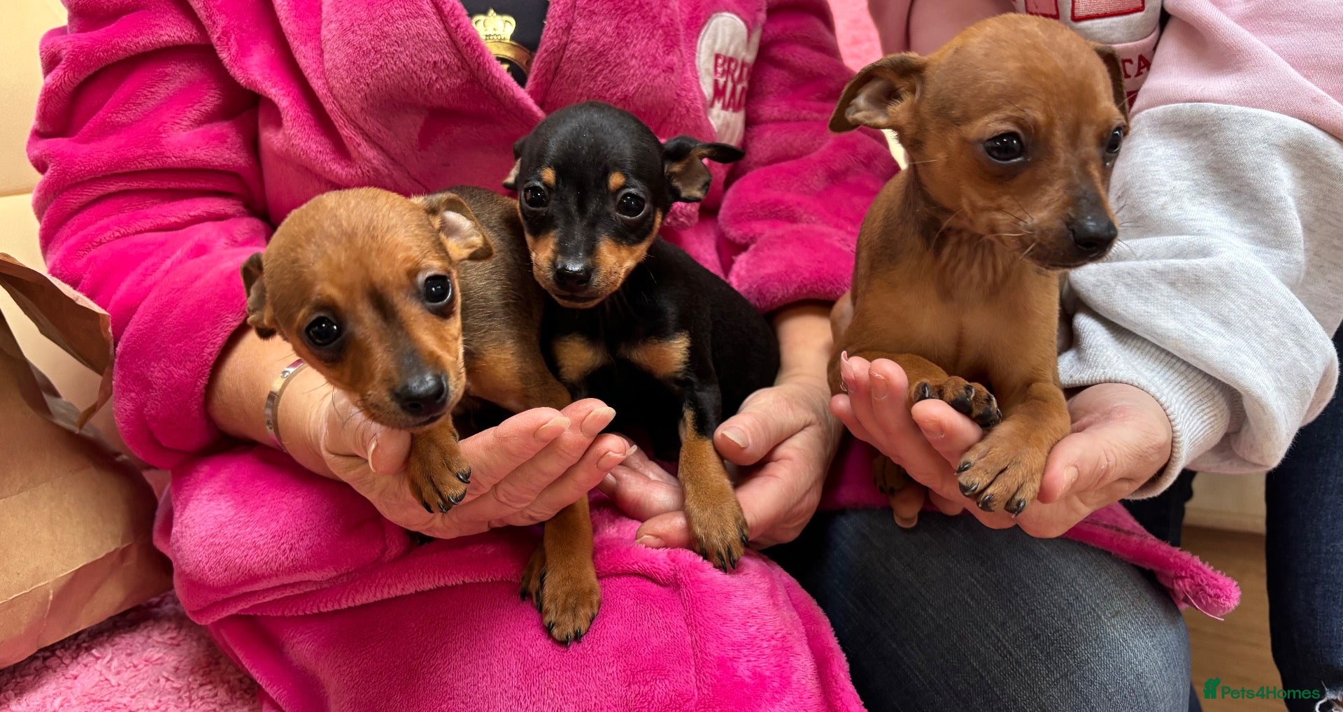 Miniature Pinscher dogs for sale: L miniature pincher puppy’s left 💙💙💙 - Advert 12