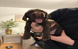 Mixed Breed dogs for sale: Sprockers cross  - Image 9