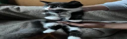 Mixed Breed cats for sale: 2 Kittens Available For their forever homes - Advert 12