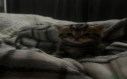 Bengal cats for sale: Bengal cross kittens one grey boy one brown girl - Image 8
