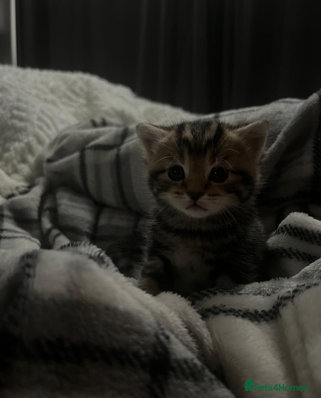 Bengal cats for sale: Bengal cross kittens one grey boy one brown girl - Image 8