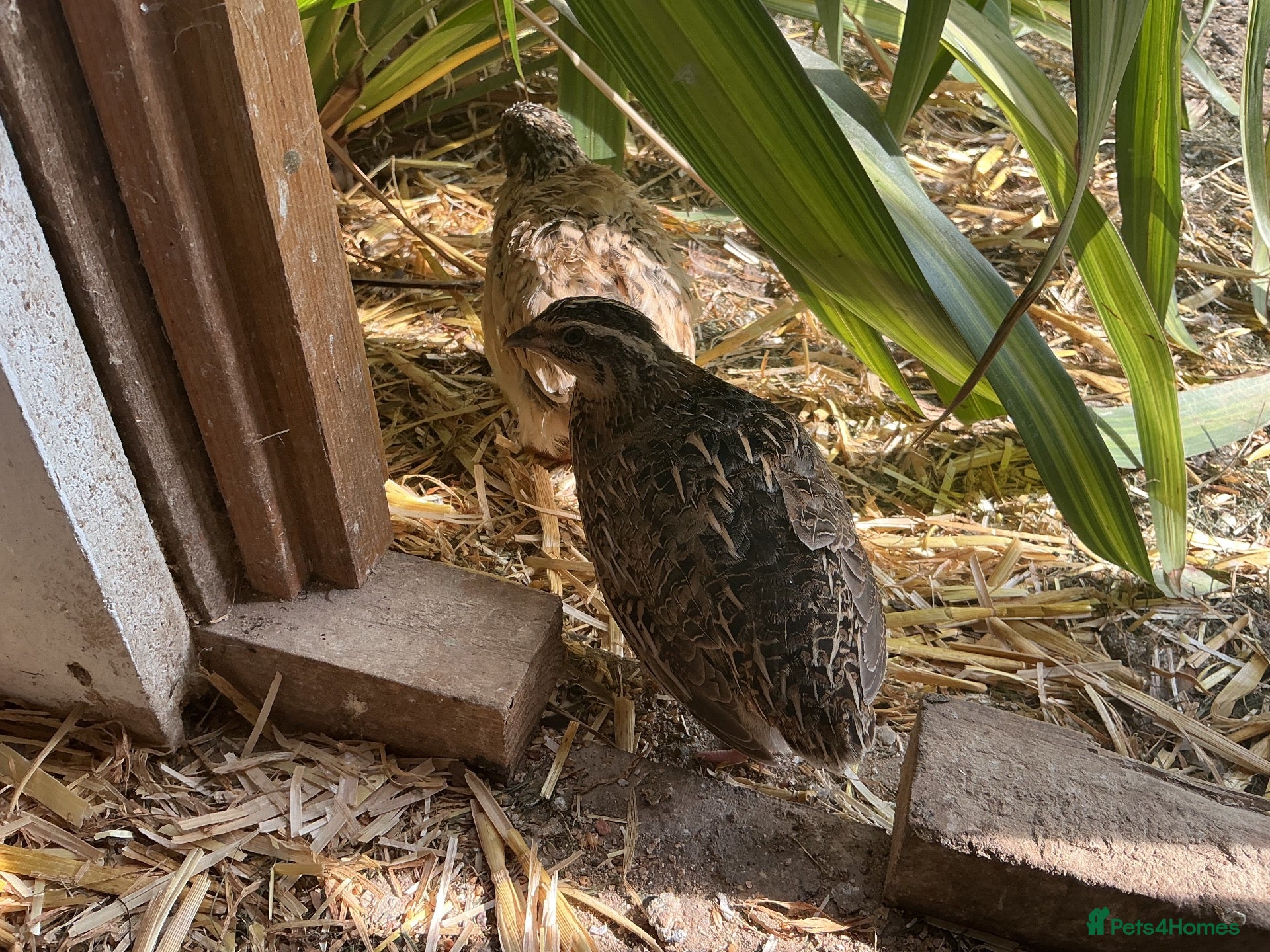 Quail poultry Courtnix quails - Advert 1