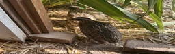 Quail poultry for sale: Courtnix quails in Ipswich - Advert 1