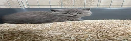 British Shorthair cats for sale: 6 beautiful British shorthair kittens, READY NOW* - Advert 33