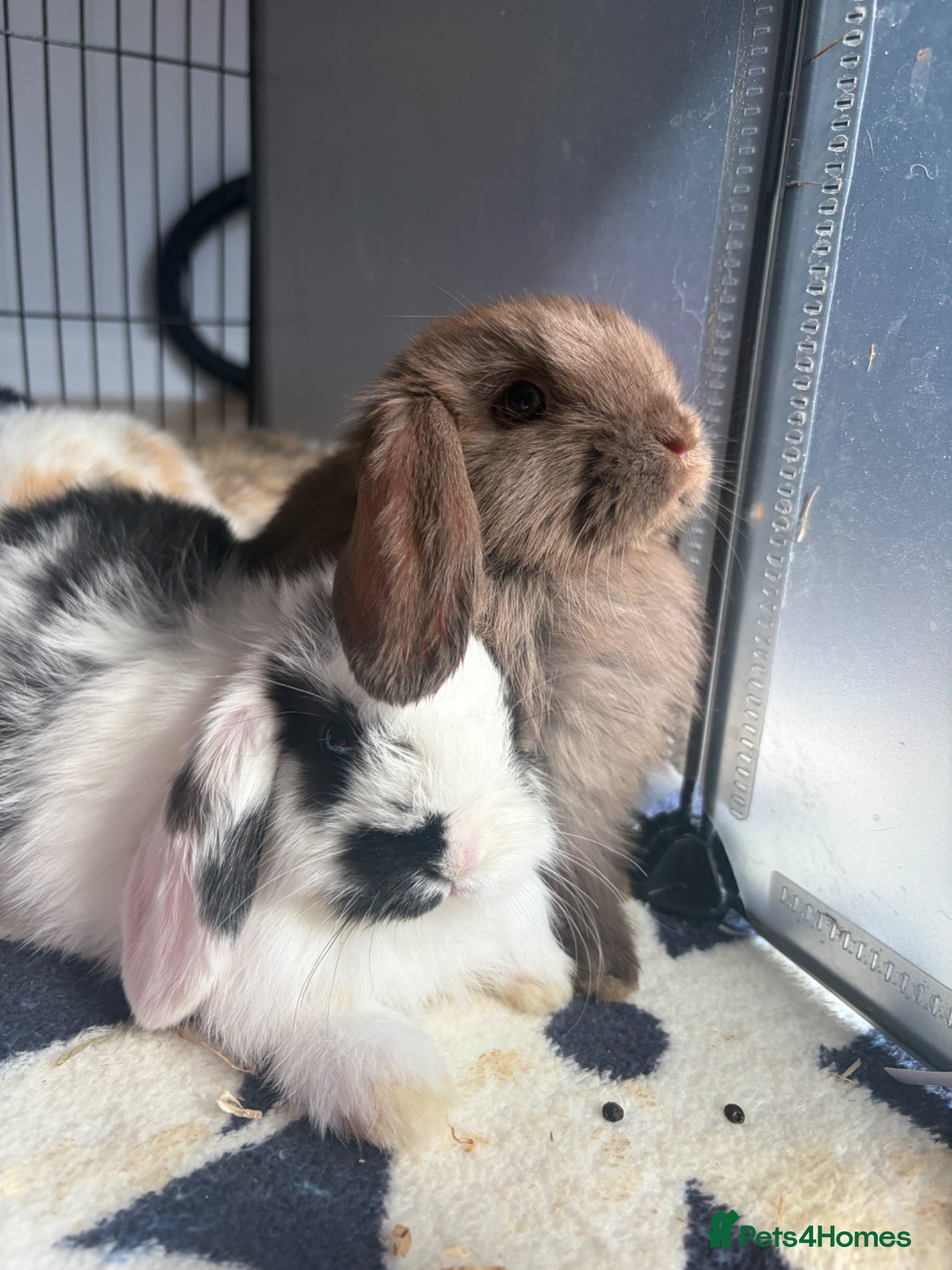 Mini Lop rabbits beautiful friendly mini lops  - Advert 7