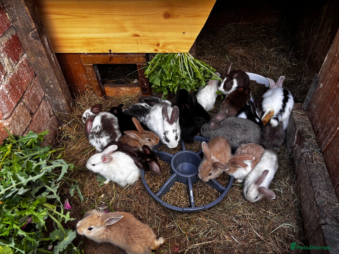 Mixed Breed rabbits for sale: Rabbits 🐇  - Advert 11