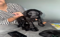 Mixed Breed dogs for sale: Cocker Schnoodle Puppies - Image 6