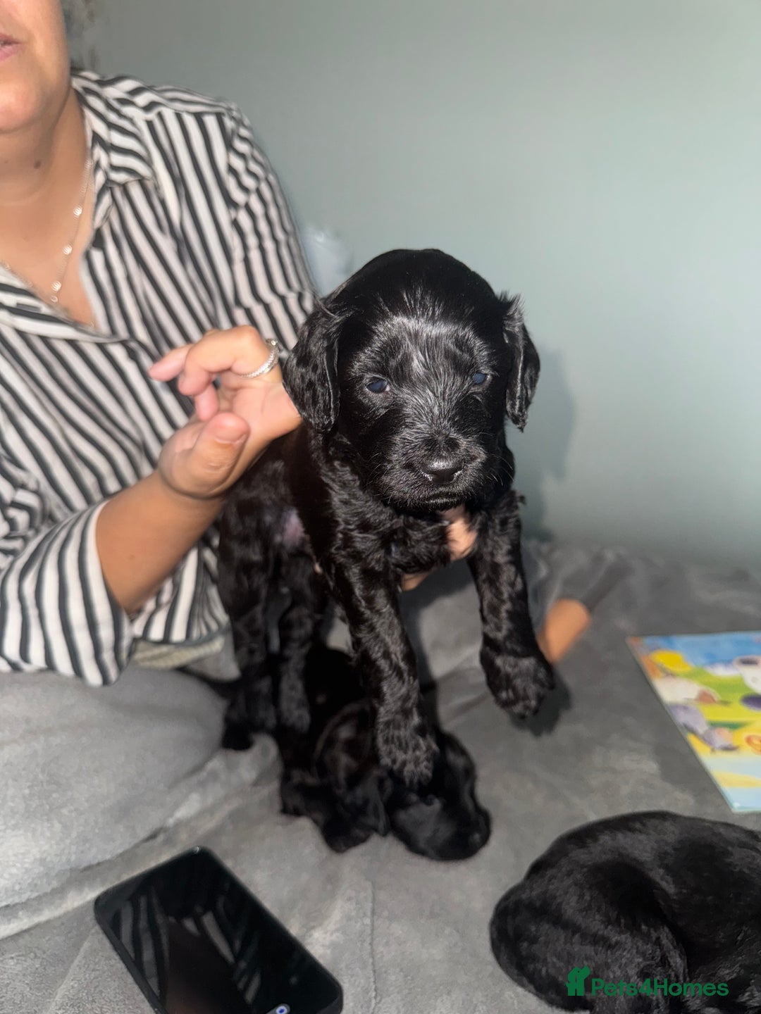 Mixed Breed dogs for sale: Cocker Schnoodle Puppies - Image 6