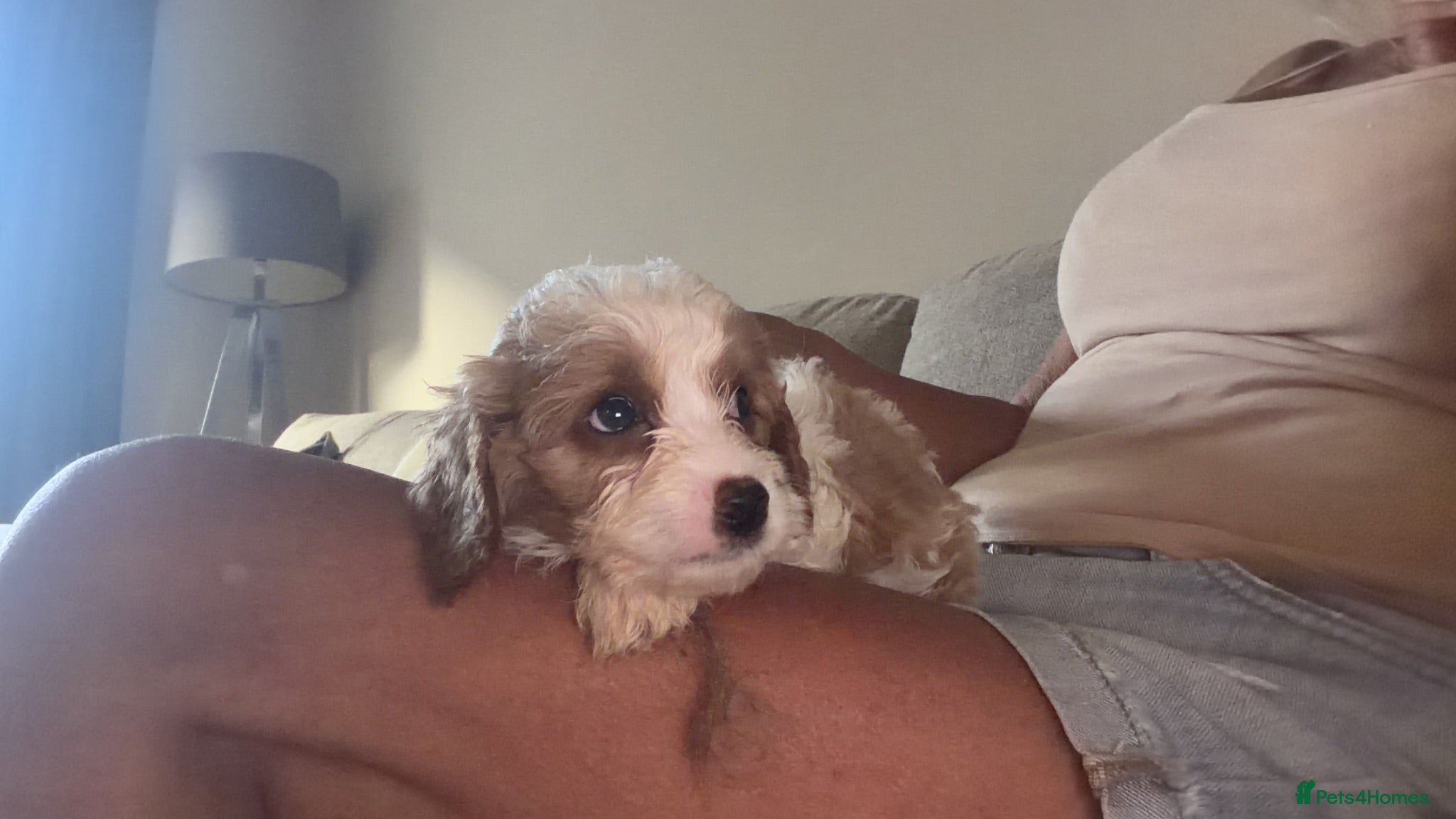 Cavapoo dogs Gorgeous F1B Cavapoo puppies - Advert 1