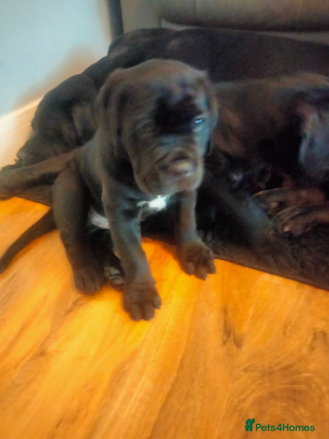 Cane Corso dogs for sale: Cane Corso puppies 14/11/25 - Image 33