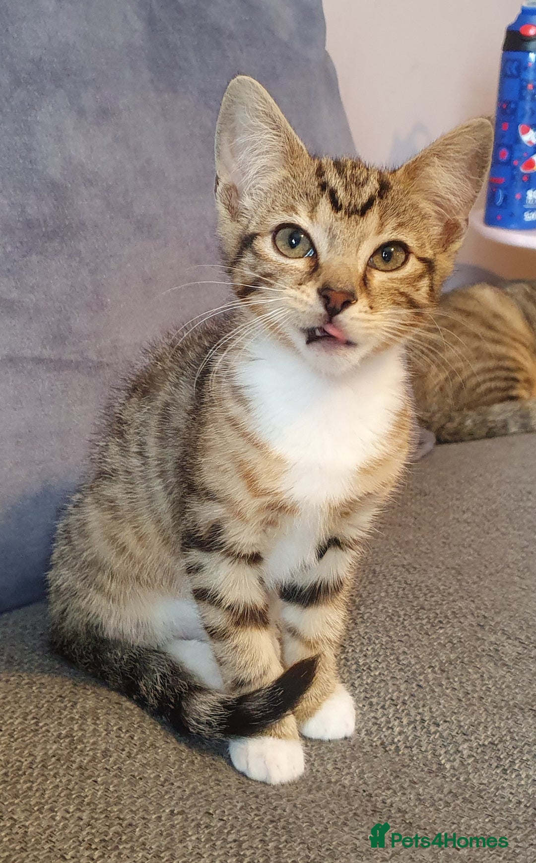 Bengal cats for sale: Bengal kittens for sale - Image 10
