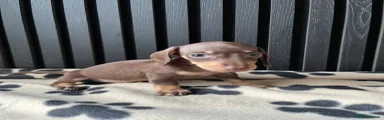 Miniature Dachshund 3 sold 