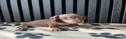 Miniature Dachshund dogs for sale: Dachshund Puppies (miniature) - Advert 6