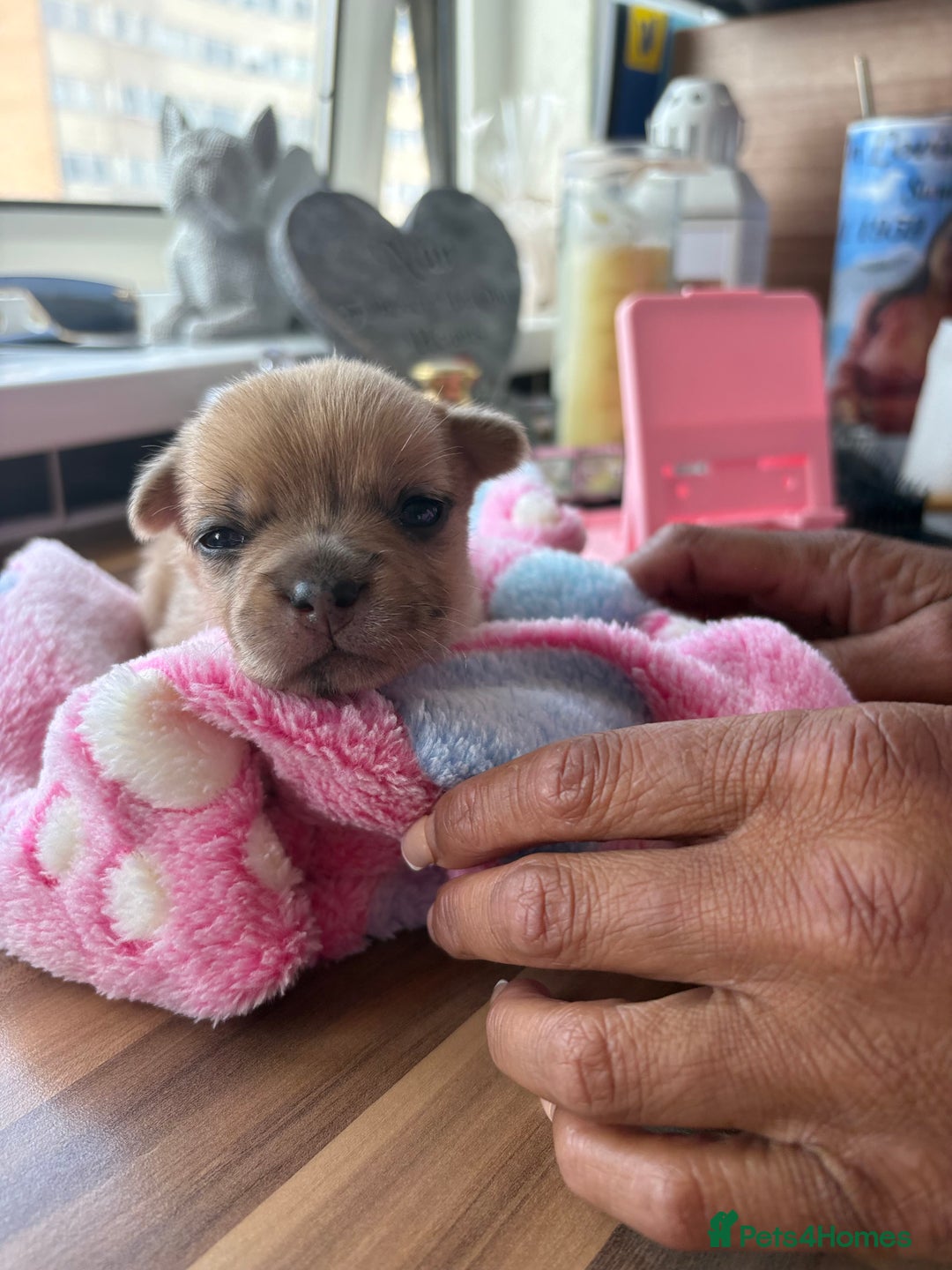 Mixed Breed dogs for sale: FrenchieXPomeranian  - Image 5