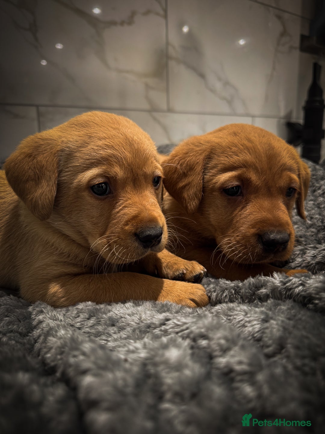 Labrador Retriever dogs for sale: Gorgeous Fox Red & Yellow Labrador Puppies - Advert 3
