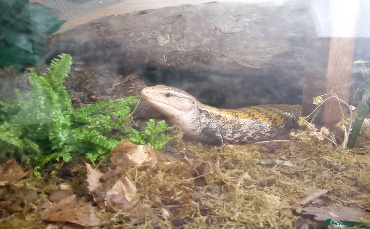 Skink reptiles - Advert 7