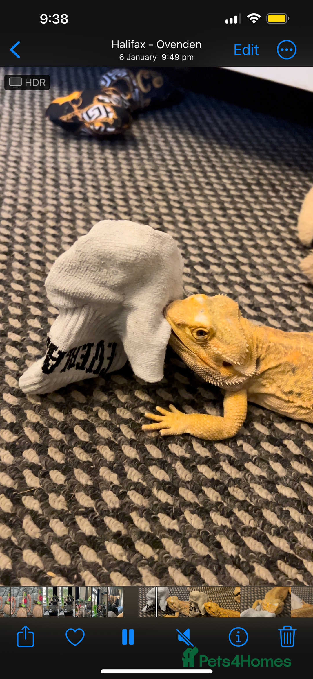 Bearded Dragon reptiles for sale: Male bearded dragon  - Image 11
