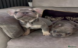 French Bulldog dogs for sale: Frenchie girl puppy’s 1 visual fluffy, 1 big rope  - Image 2