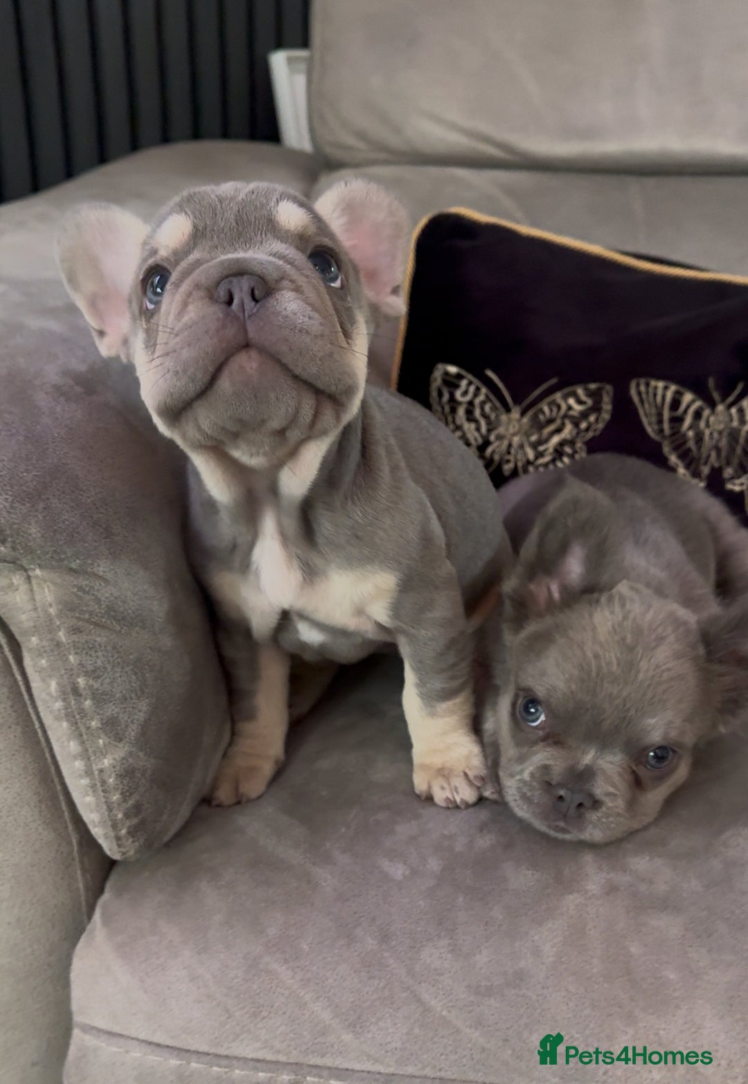 French Bulldog dogs for sale: Frenchie girl puppy’s 1 visual fluffy, 1 big rope  - Image 2