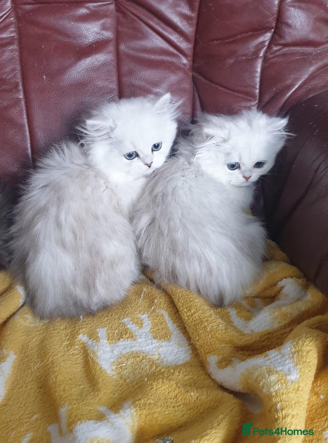 Persian cats for sale: 🌟Beautiful Pedigree Chinchilla Persian Kitten🌟 - Image 13
