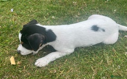 Jack Russell dogs for sale: JACKRUSSELL PUPPYS in Shrewsbury - Image 16