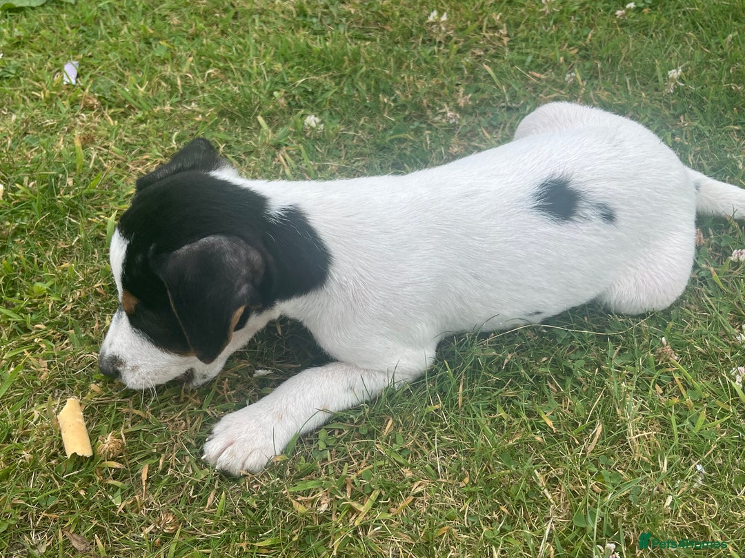 Jack Russell dogs for sale: JACKRUSSELL PUPPYS in Shrewsbury - Image 16
