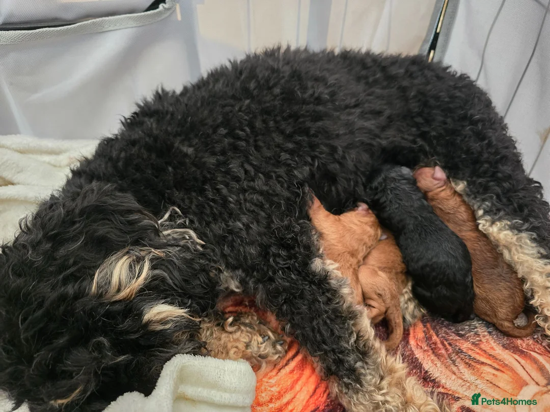 Toy Poodle dogs for sale: 4 Beautiful toy poddles - Advert 2