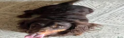 Miniature Dachshund dogs for sale: KC REGISTERED BOY AVAILABLE PET HOME ONLY - Advert 5