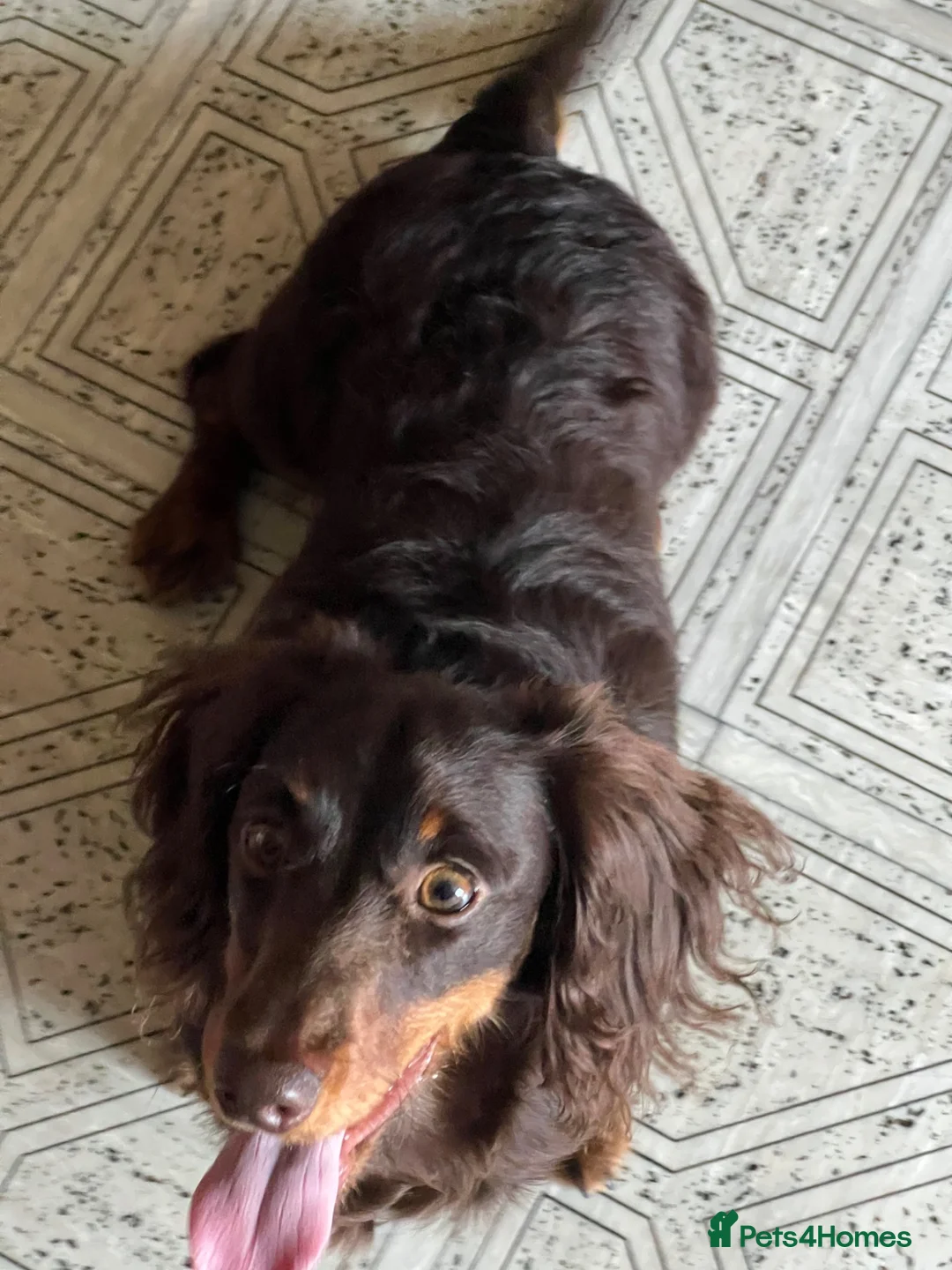 Miniature Dachshund dogs for sale: KC REGISTERED BOY AVAILABLE PET HOME ONLY - Advert 5