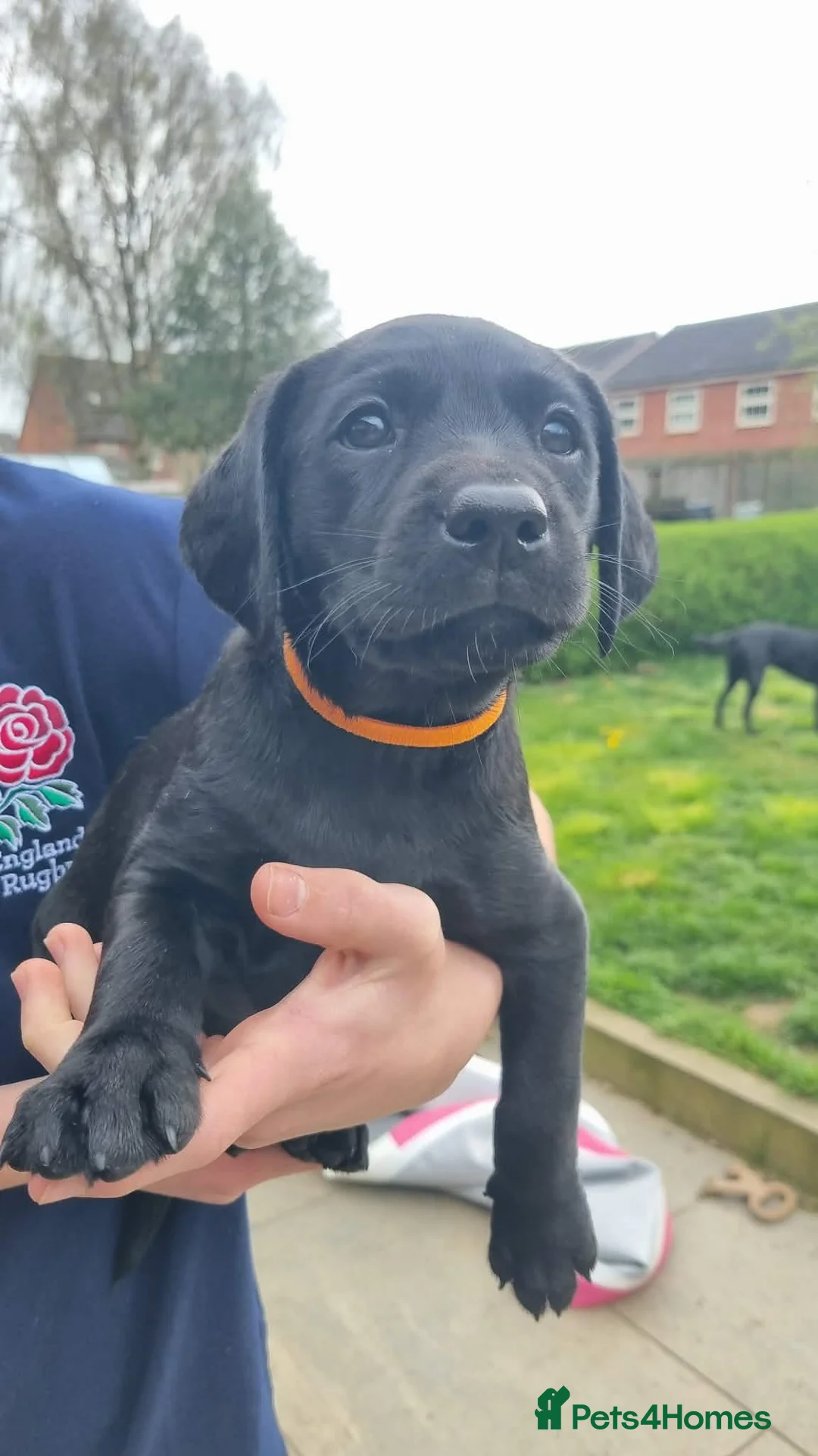 Labrador Retriever dogs for sale: Trained Labrador Puppies – Calm, KC Reg UK - Advert 23