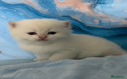 British Shorthair cats for sale: 🌟Purebred British Shorthair Golden Kittens🌟 - Image 11