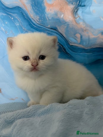 British Shorthair cats - Advert 10