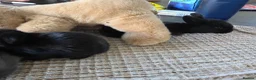 Mini Lion Lop rabbits for sale: Cutest bunnys  in Gillingham - Advert 6