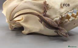 Gecko reptiles for sale: Red Base Red Stripe Gargoyle Gecko  - Image 5