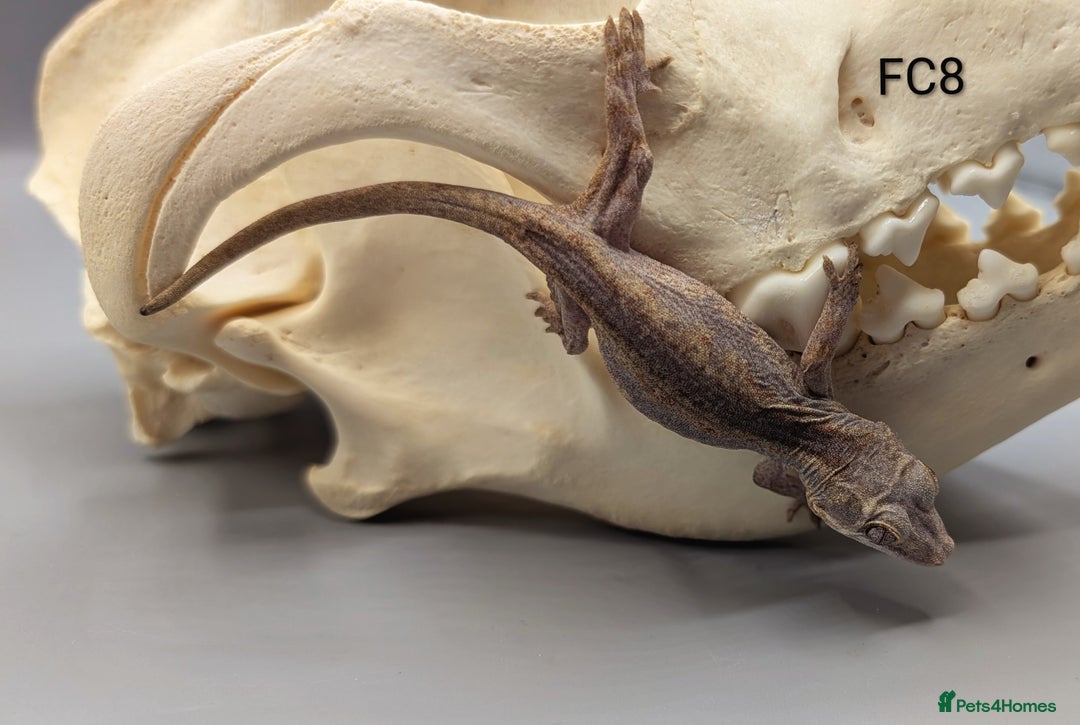 Gecko reptiles for sale: Red Base Red Stripe Gargoyle Gecko  - Image 5