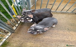 French Bulldog dogs for sale: FRENCH BULLDOGS  - Advert 1