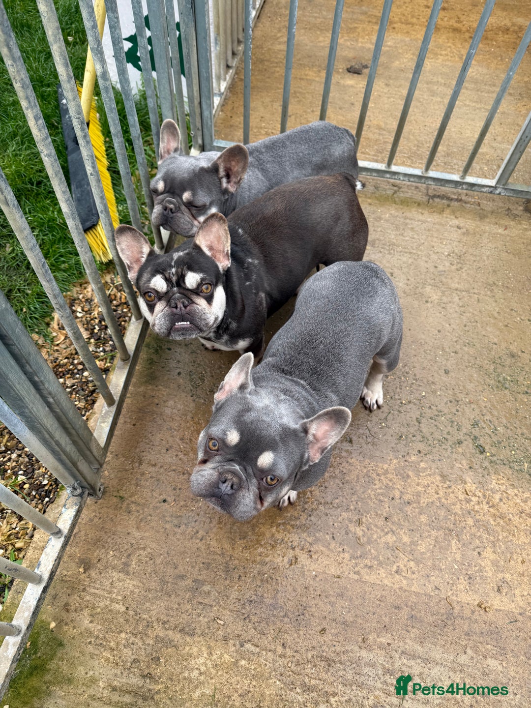 French Bulldog dogs for sale: FRENCH BULLDOGS  - Advert 1