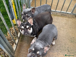 French Bulldog dogs FRENCH BULLDOGS - Advert 2