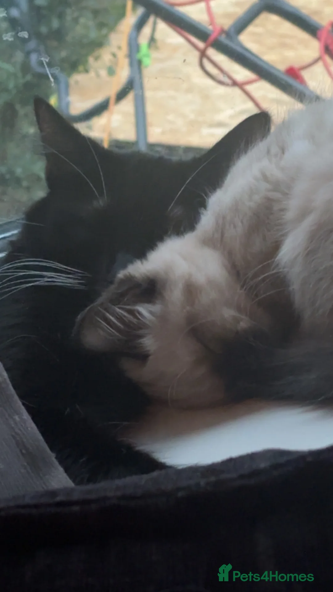 Mixed Breed cats for sale: RAGDOLL CROSS KITTENS  in Manchester - Advert 1