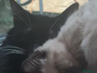 Mixed Breed cats RAGDOLL CROSS KITTENS - Advert 11