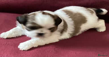 Shih Tzu dogs - Advert 5