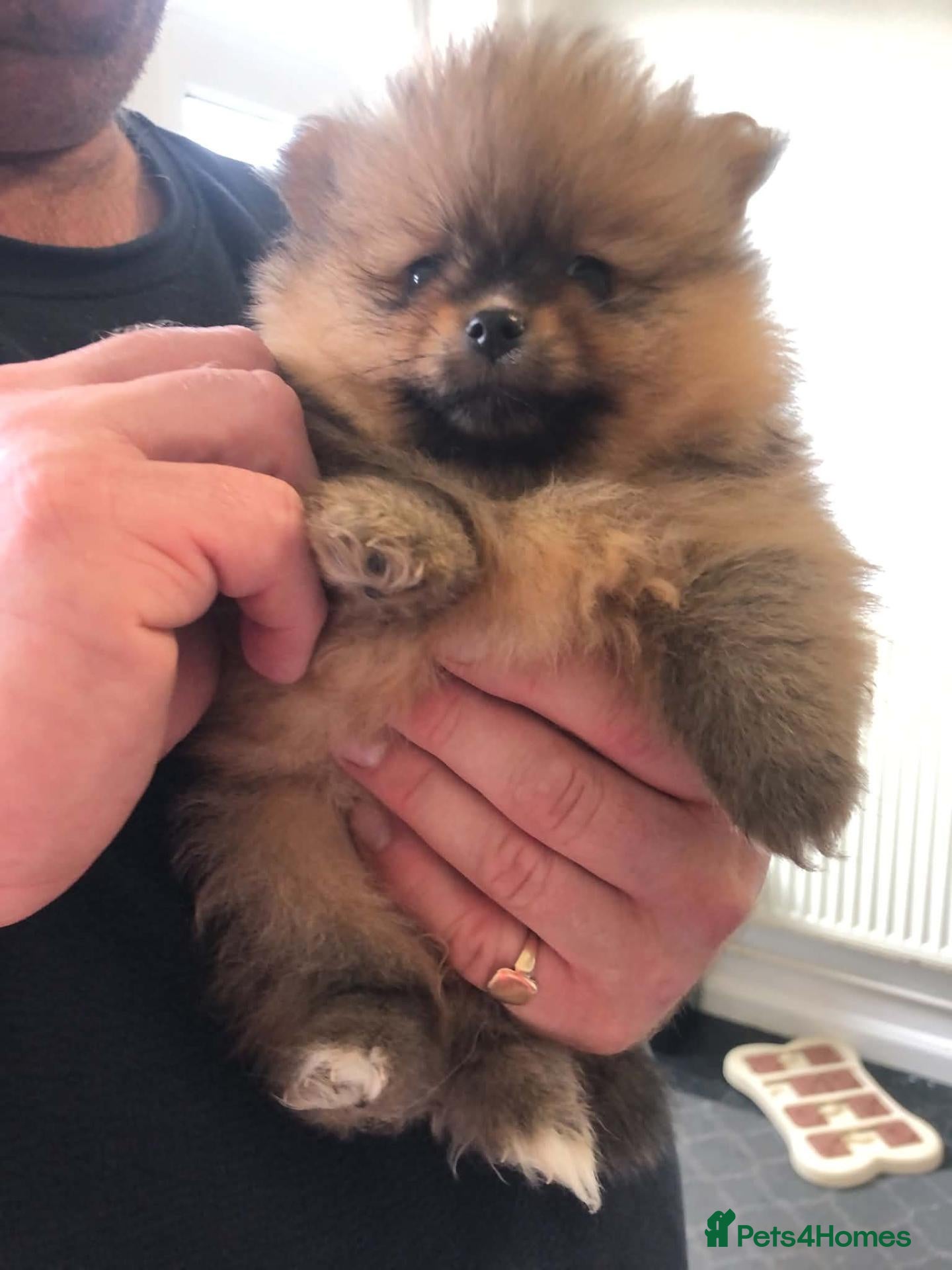 Pomeranian dogs Teddy Pom's - Advert 13