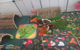 Guinea Pig rodents for sale: Teddy Guineapigs - Image 1