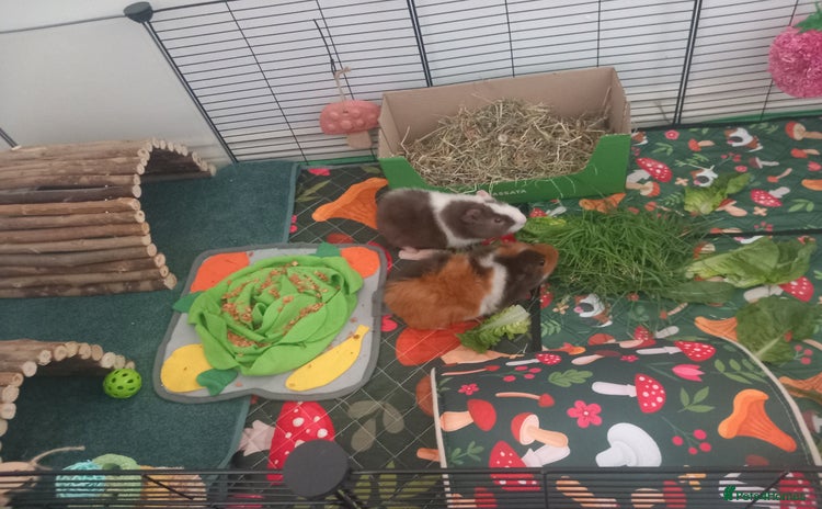 Guinea Pig rodents - Advert 2