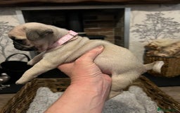 Pug dogs for sale:  Stunning Pug Puppies - Image 8